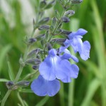 サルビア・アズレアの青い花。